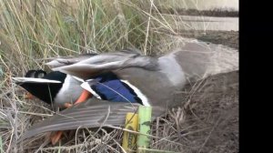 Обзор духовых манков - манки на утку (самая доступная ценовая категория)