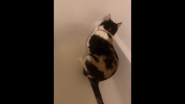 Своенравные кошки - Самые смешные видео о кошках #3