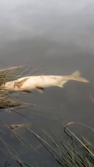 Озеро Дербент продолжение 2 смотреть онлайн