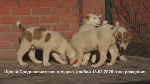 Щенки Среднеазиатская овчарка 2 и 4,5 месяца. www.r-rsk.ru +7(926)220-56-03 Татьяна Ягодкина.