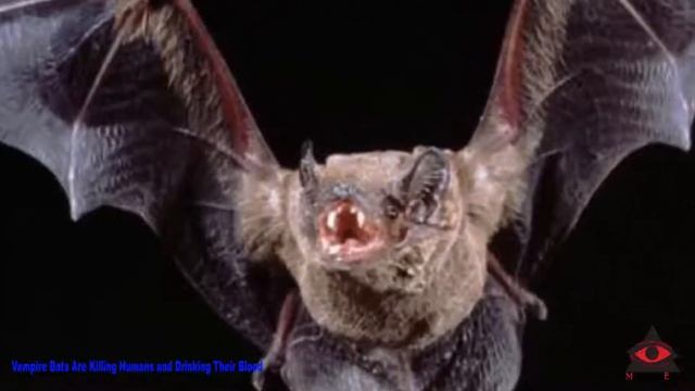 Vampire Bats Are Killing Humans and Drinking Their Blood смотреть онлайн