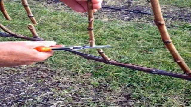 Правильна підрізування винограду або як змусити кущ приносити великі врожаї смотреть онлайн