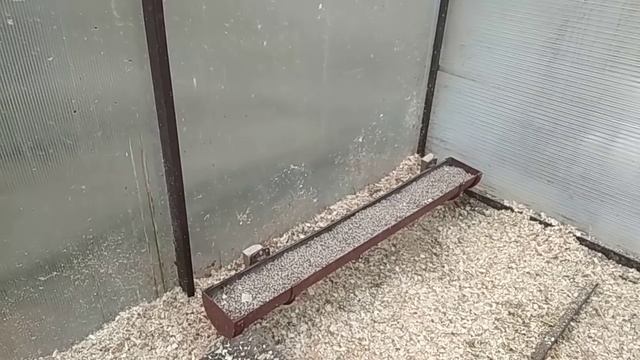 Мускусные утки// Как сэкономить 2100 рублей за 1,5 часа//Утята в теплице в ноябре// смотреть онлайн