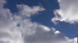 Старониколаевские, Белокалитвинские торцовые голуби