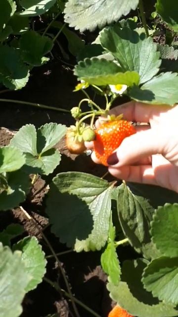 фурор смотреть онлайн