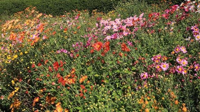 A Feast for the Eyes: Korean Chrysanthemums in Bloom смотреть онлайн