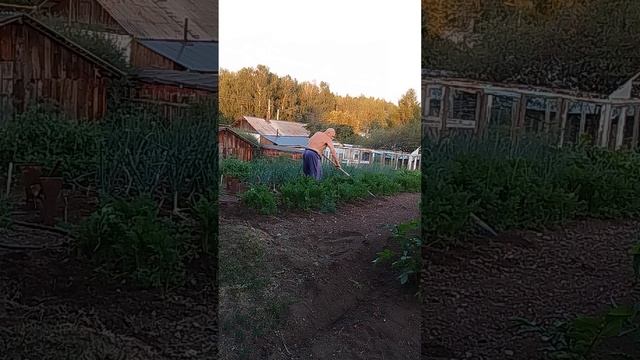 Прополка грядок ручным культиватором . смотреть онлайн