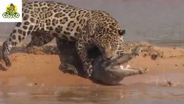 Predatory animals never merciless смотреть онлайн