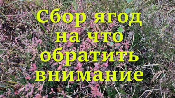 Сбор ягод в лесу, на что обратить внимание