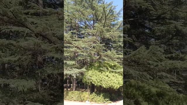 Дом отдыха Псоу Абхазия Цандрыпш обзор территории смотреть онлайн