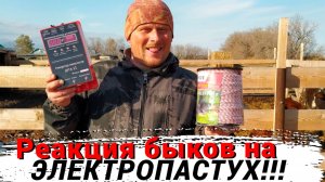 Быки были в ШОКЕ. Инструкция по установке ЭЛЕКТРО ПАСТУХА Дуга 13.