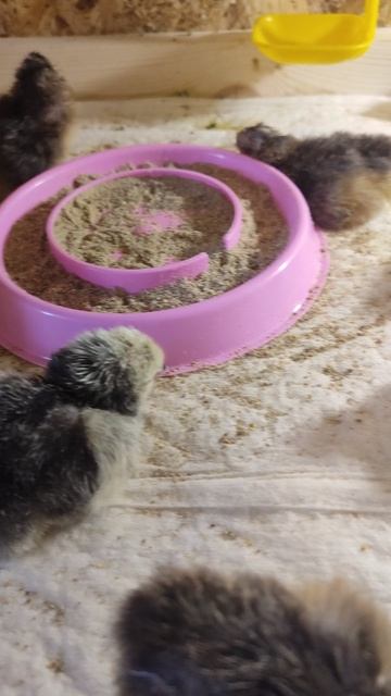 Инкубация цыплят прошла успешно!))) смотреть онлайн