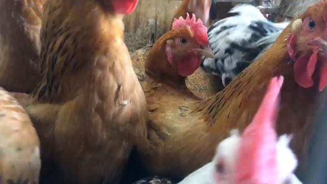 ПТИЦЕФЕРМА РЯБОВЫХ смотреть онлайн