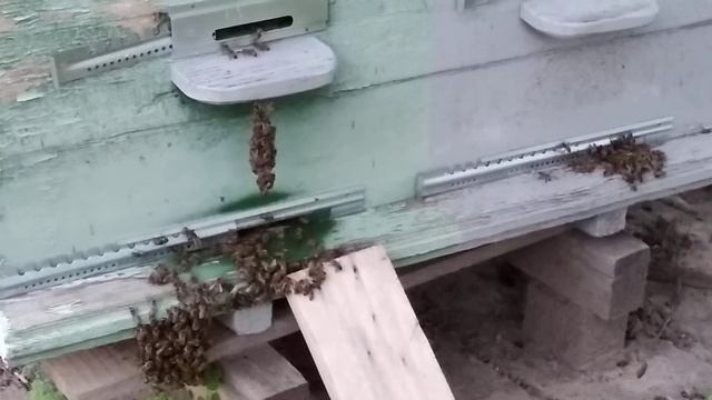 Бджоли сидять шапками коло літка через жару. смотреть онлайн