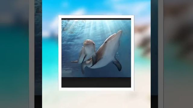 Winter and Hope from Dolphin tale and Dolphin tale 2 смотреть онлайн