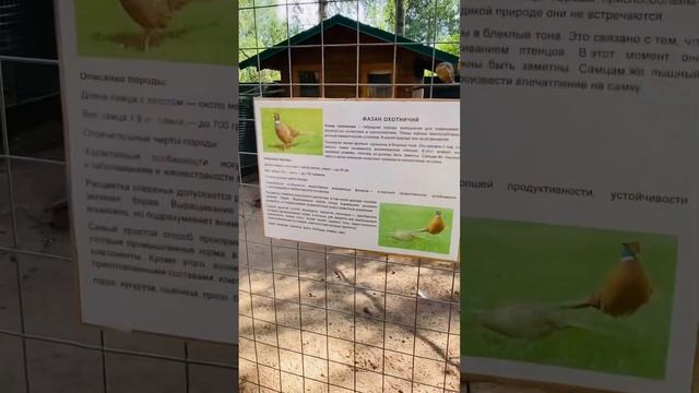 Олений бор ! Калязин ( птичий двор ) 3 часть смотреть онлайн