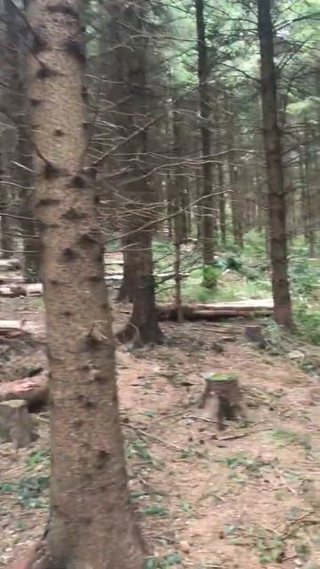 Marked Third Thinnings good result in the South East смотреть онлайн