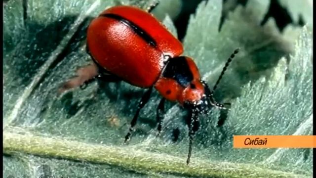 Чудо жук смотреть онлайн