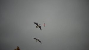 Охота на гуся! Удачные выстрелы и досадные промахи!