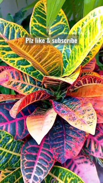 Summer croton care tips #croton #shorts #crotonplantcare #shortvideo #crotonplant #crotonshorts смотреть онлайн