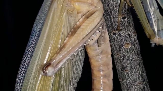 Egyptian locust molting HD -part 4/4 (anacridium) çekirgenin deri dökmes смотреть онлайн