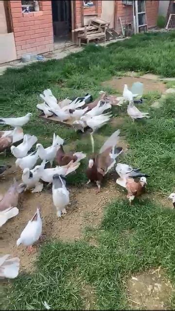 24.04.2025г Бакинские на продажу👍+79298223260 Константин смотреть онлайн