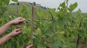 Как ухаживать за виноградом осенью чтобы был хороший урожай, подготовка к зиме - Ягоды
