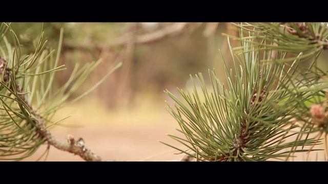 Prewedding Cinema смотреть онлайн