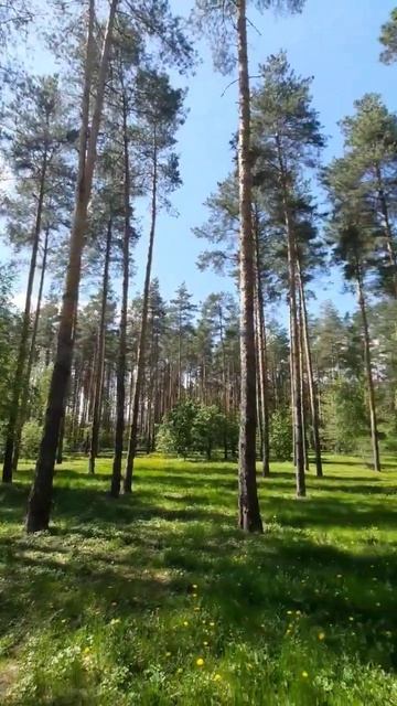 КРАСОТА ЛЕС НЕБО смотреть онлайн
