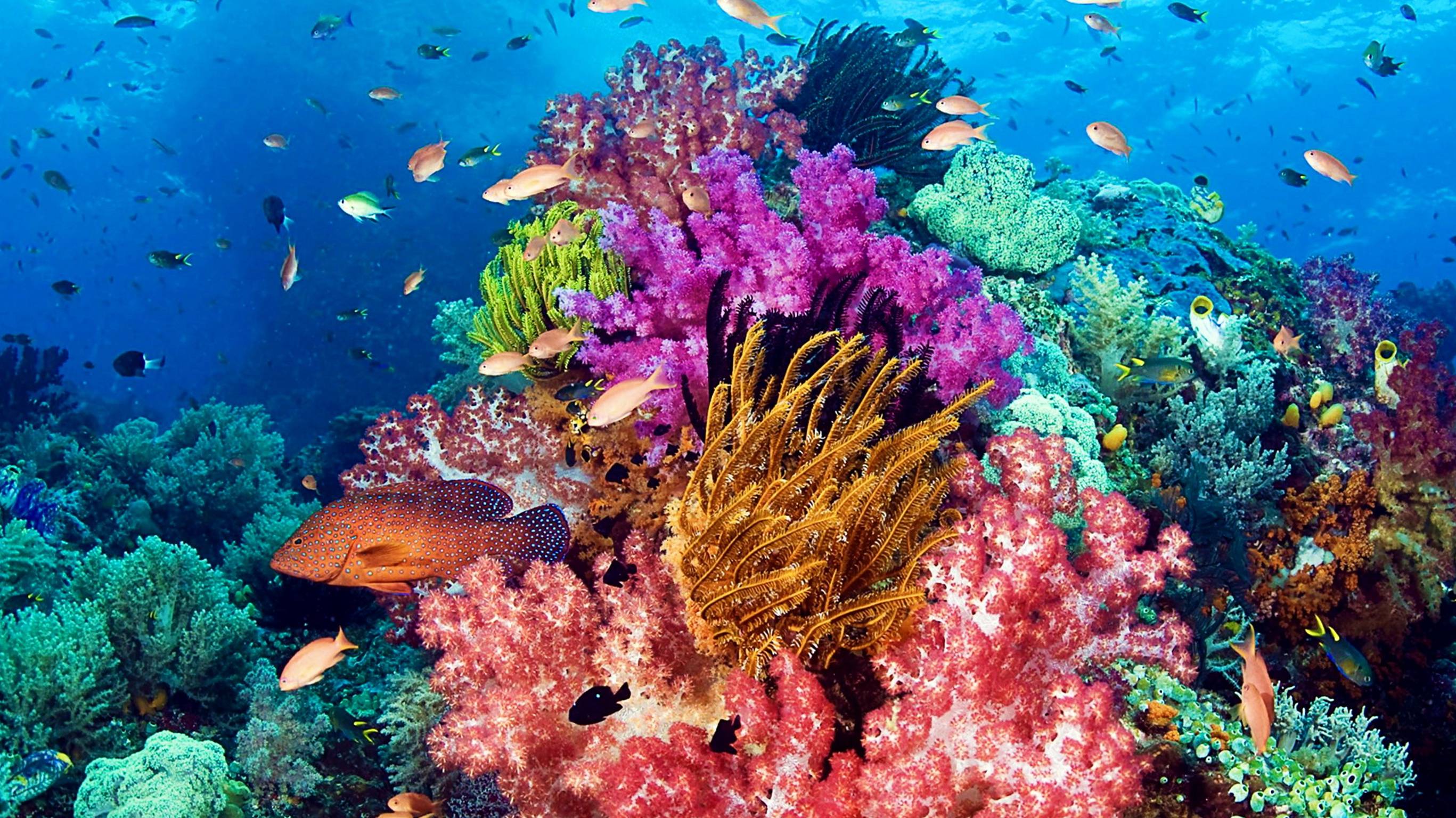 Пятнадцать дней в раю. Сейшелы. (03.2025 г.) 9 серия. смотреть онлайн