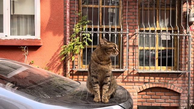 Куда сходить в Стамбуле?🕌💌| Кафе, красивые районы, пляж, арт музеи, цены🐈 смотреть онлайн