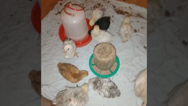 3 недели от роду смотреть онлайн