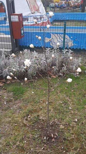 магнолия смотреть онлайн