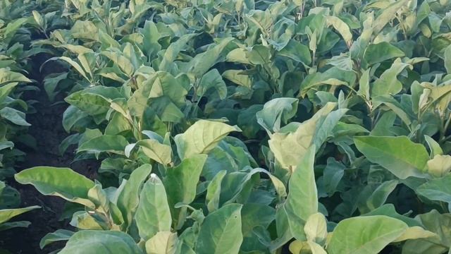 БУДНІ СІЛЬСЬКОЇ ЖІНКИ.А БЛЕНДЕР СУПЕР. смотреть онлайн