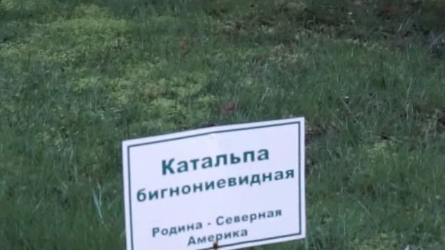Немного Лазаревской смотреть онлайн