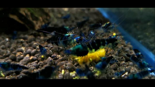 Krewetki Calceo Bee Dragon Blood смотреть онлайн