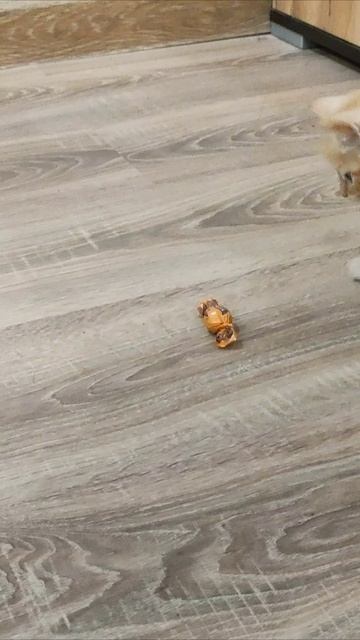 Котенок играет с конфетами. #шорты смотреть онлайн