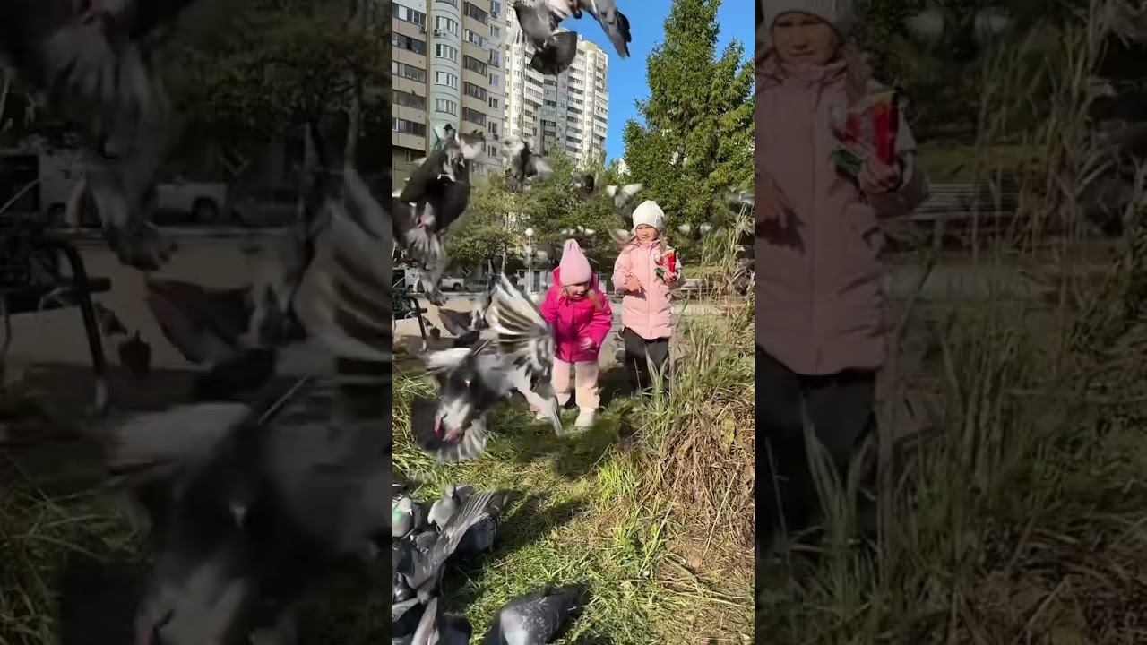 Голуби ️ #дочки #многодеточки #мамаблогер #многодетнаясемья #славныедевчонки#двойняшки#сестры смотреть онлайн