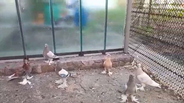 24.04.2025г Лениноканские Молодёжь на продажу👍+79298223260 Константин смотреть онлайн