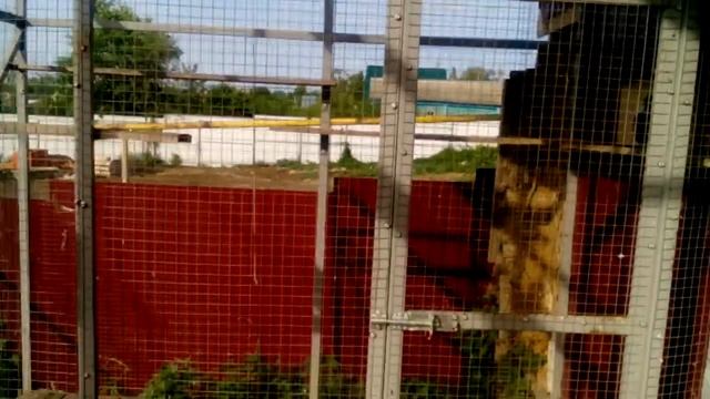 Голуби борисыча смотреть онлайн