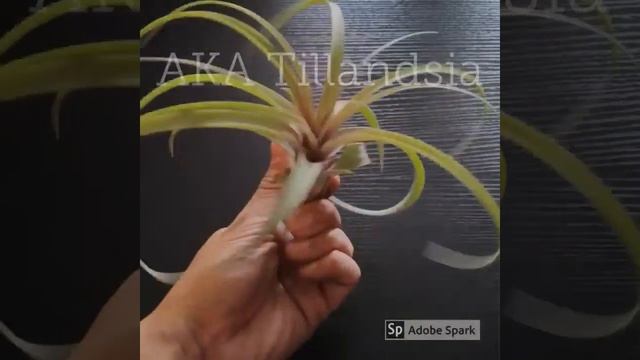 Tillandsia (Air plant) смотреть онлайн
