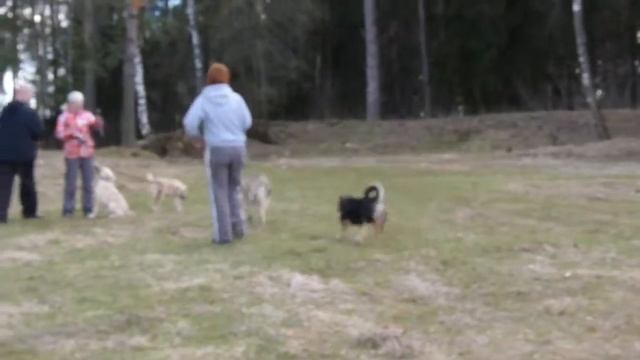 # 477 Получаем положительную энергию в гостях у хвостиков. смотреть онлайн