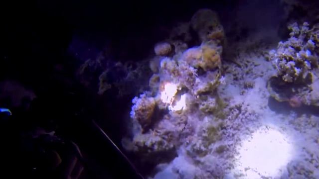 Myrichthys maculosus Red Sea 2017 смотреть онлайн