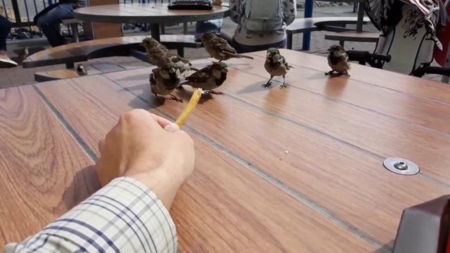 Бесстрашные воробьи любят Mc Donalds и картошку фри))