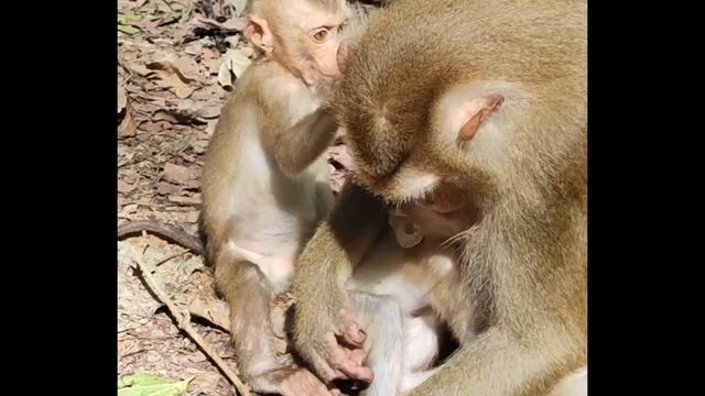LUNO fall down from tree his mother LUNA look so sad🌺🐒😘DE смотреть онлайн
