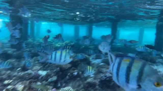 Шарм-эш-Шейх .Sharm El Sheikh подводный мир смотреть онлайн