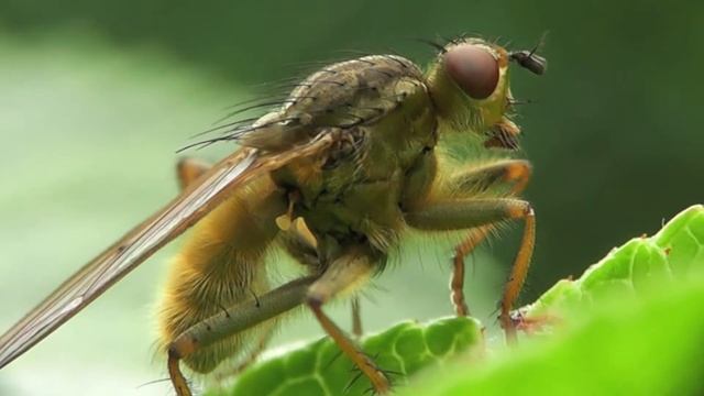 YELLOW DUNG FLY