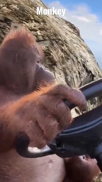 Monkey drives around Los Santos #funny #monkey #cool #gta #lossantos #car смотреть онлайн