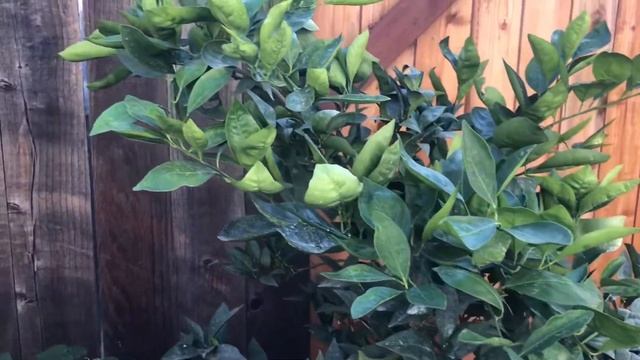 Citrus Season Are You Ready смотреть онлайн