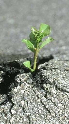 Воля к жизни!